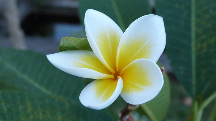 Bali, blomst, Frangipani, hvid, gul, natur, plante