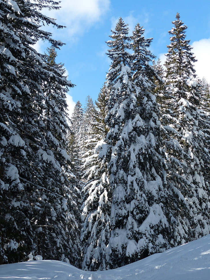 холодная, Природа, снег, деревья, Белый, Зима, лес