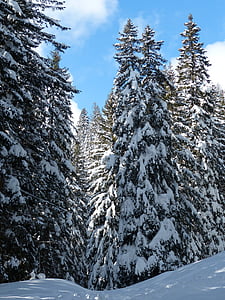 fir, firs, trees, snowy, winter, snow, sky