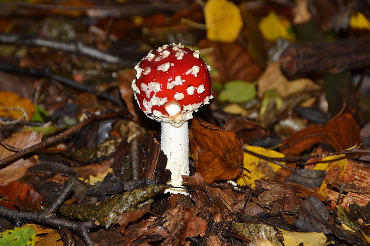 fly agaric, mushroom, autumn, red