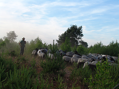 Schäfer, schapen, kudde, natuur, Lüneburger Heide, racka schapen, witte polled heath