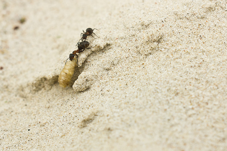 ants, sand, insect, larva, teamwork, nature, macro photo