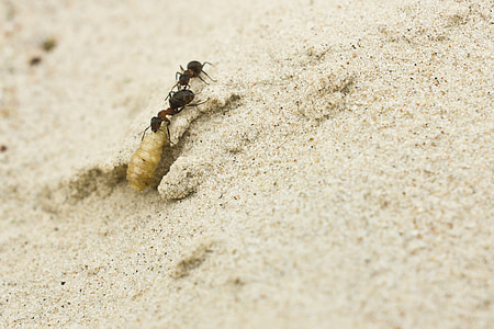 karıncalar, kum, böcek, larva, Takım çalışması, doğa, Makro fotoğraf