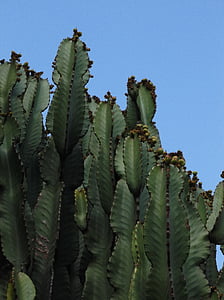 kaktus, natur, plante, grøn, kaktus