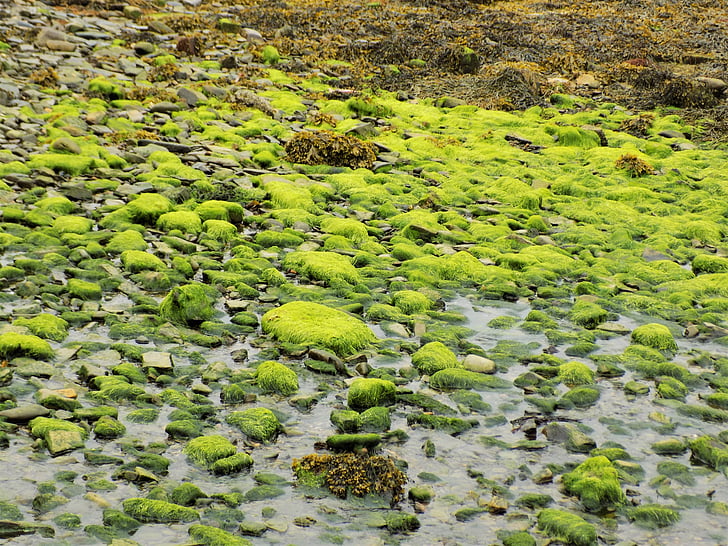 seaweed, harbour, marine, water, coast, island, travel