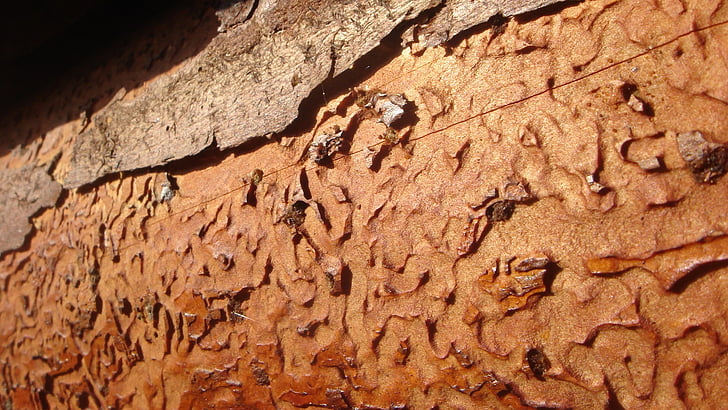 laberint, fusta, arbre mort, fons, marró, close-up