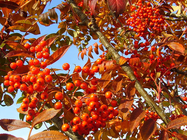 caída, otoño, bayas, bayas de otoño, Berry, frutas del bosque, naturaleza