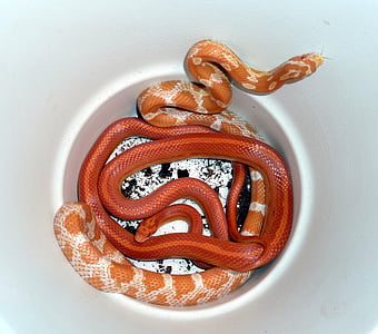 serpiente, serpiente de maíz, reptil, criatura, animal, lengua, naranja