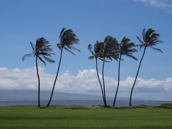 palme, na Havajima, odmor, želja za putovanjem, Molokai, priroda, mora