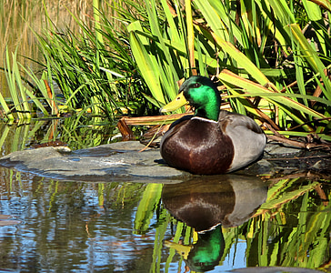 mallard, duck, reflection, bird, wildlife, water, waterfowl
