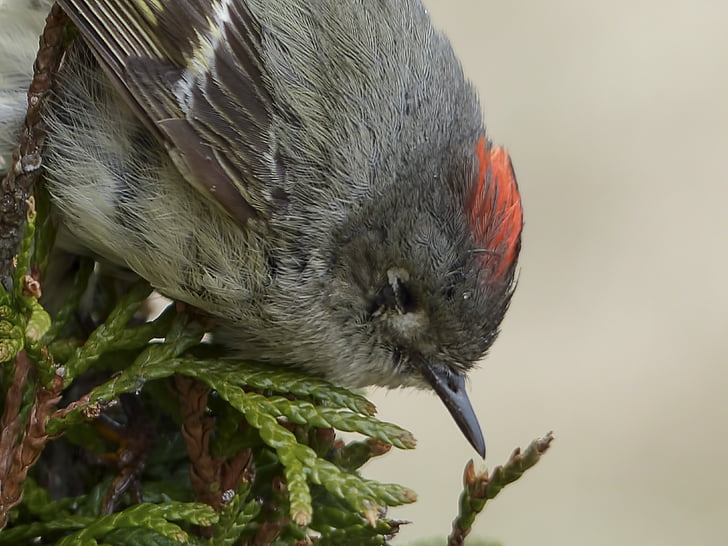 Chipping sparrow, Sparrow, Spizella passerina, oiseau, à plumes, nature, gros plan