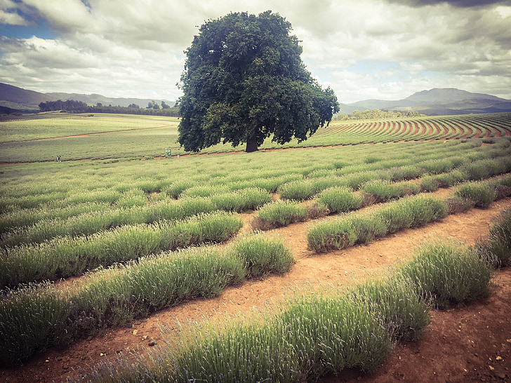 lavender, field, tree, lonely, landscape