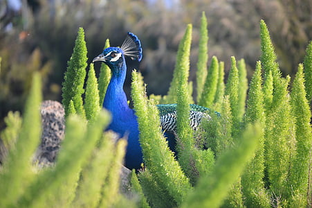 animal, bird, peacock, wildlife, zoo, blue, colorful