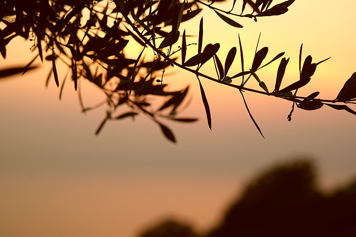 l'olivera, branca, posta de sol, fulles, branques, arbre, natura
