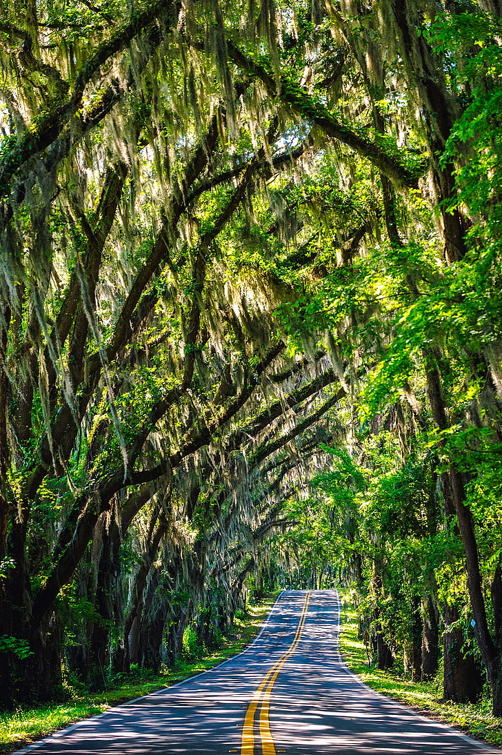 Florida, drzewa, drogi, podróży, baldachim, hiszpański moss, Natura