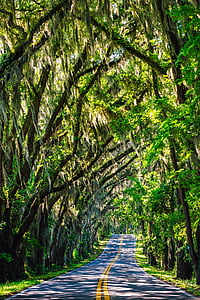 Florida, árvores, estrada, viagens, dossel, musgo espanhol, natureza