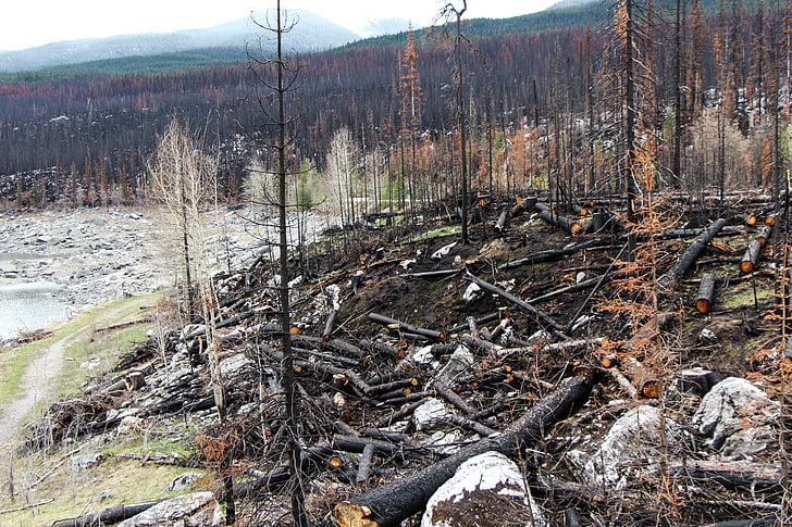 Orman yangını, SPIRIT lake, Jasper, Alberta, Kanada, kömürleşmiş, banka