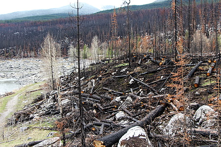 incendio boschivo, Lago di spirito, Jasper, Alberta, Canada, carbonizzato, Banca
