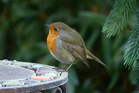 Robin, erithacus rubecula, mazo putniņu, kas meklē barību, dārza, putns, savvaļas dzīvnieki