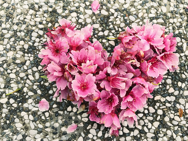 cherry blossoms, love, small stone