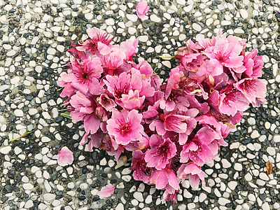Цветение сакуры, любовь, маленький камень