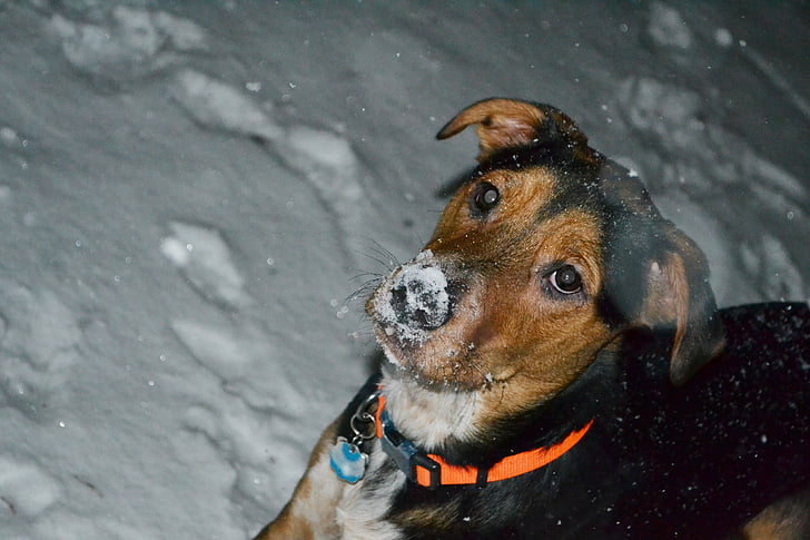 dog, snow, black, animal, brown, collar, nose