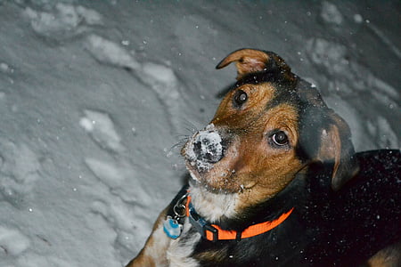 con chó, tuyết, màu đen, động vật, màu nâu, cổ áo, mũi
