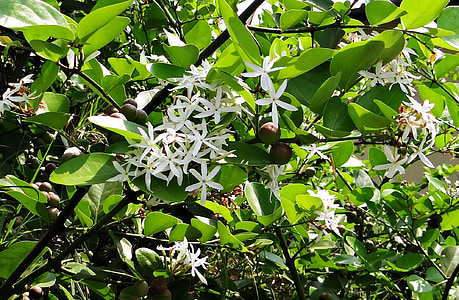 Carissa carandas, karonda, blommor, bär, buske, Indien