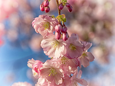 jar, čerešňový kvet, kvet, ružová, Japonský čerešňový kvet, kvet, biela
