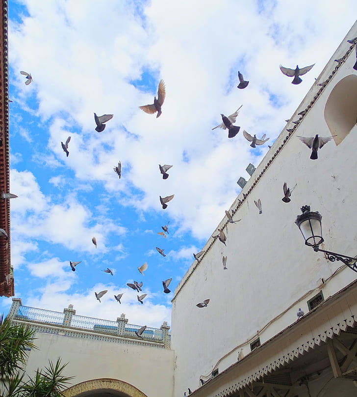 Pigeon, la médina, Tunis, Tunisie, architecture, oiseau
