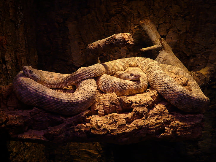 màu nâu, màu đen, Python, phát hiện rắn chuông, rắn, crotalus mitchellii, bò sát