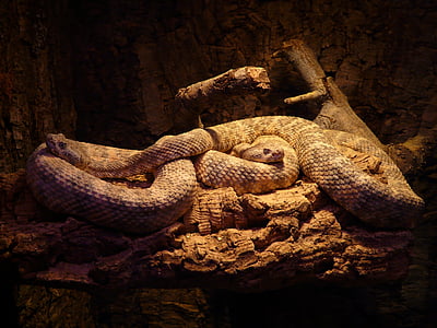 marró, negre, Pitó, serp de cascavell tacada, serps, Crotalus mitchellii, rèptil