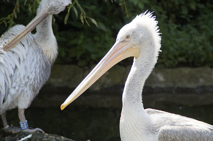 Dalmatijos pelikanas, Pelikan, pavasario suknelė, vandens paukščių, vandens, sėdėti, zoologijos sodas