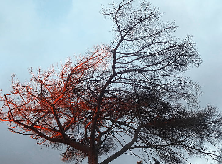 tree, light, gradient, color, sky, fall, wind