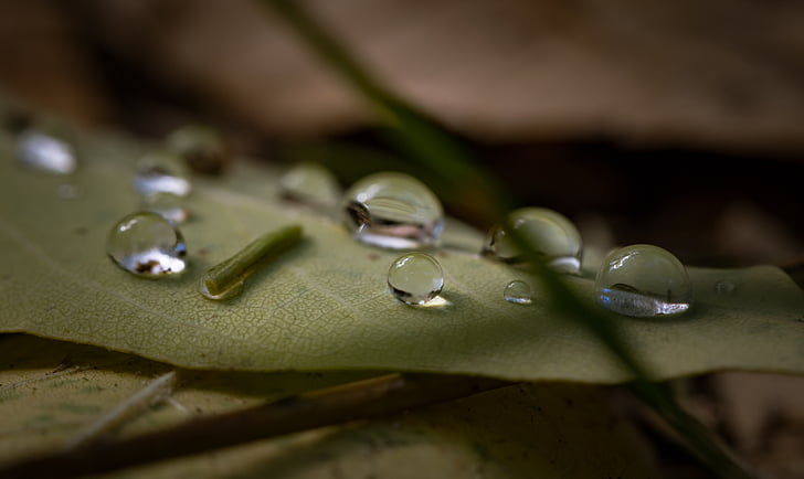 água, gotas, verde, folhas, folha, ao ar livre, molhado
