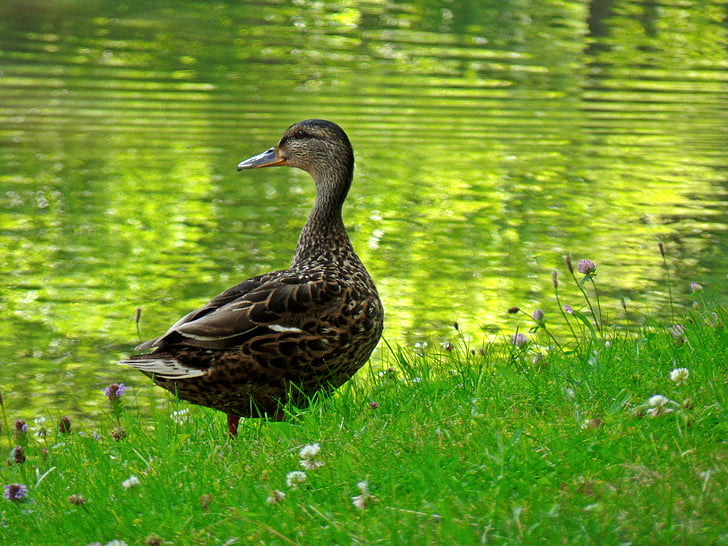 Duck, vann, dyr, Duck fugl, fuglen, natur, Stokkand duck