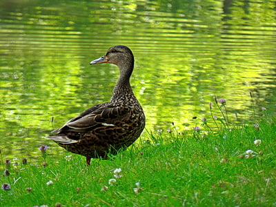 патица, вода, животните, патица птица, птица, природата, зеленоглави патици