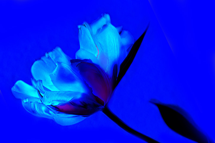 umění, Tulipán, modrá, květ, jaro, závod, květiny
