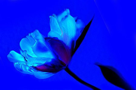arte, Tulipa, azul, flor, Primavera, planta, flores