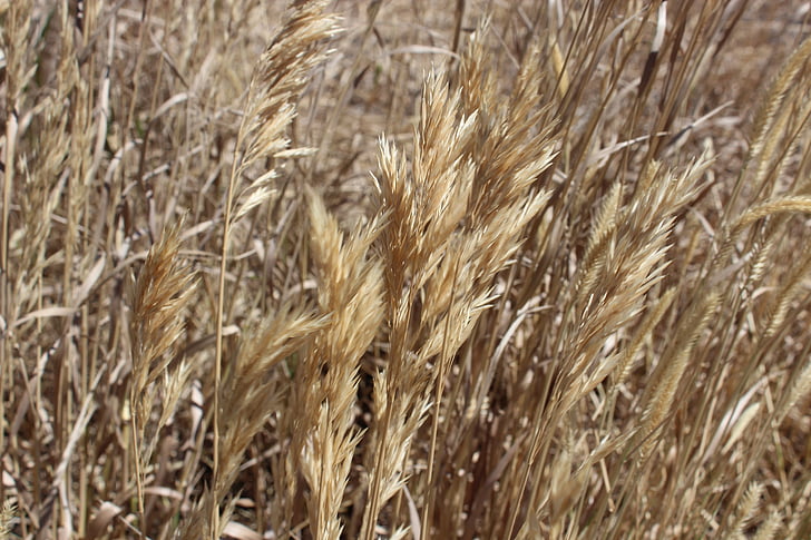 小麦, 国, 干し草, 農業, 農村, フィールド, 風景