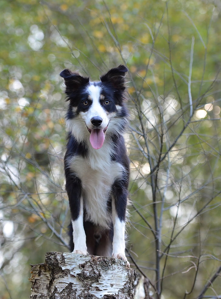 border collie, birch, forest, autumn, nature, dog