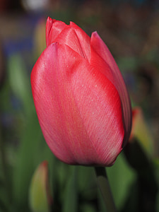 Tulip, rojo, flor, primavera, cerrar, colorido, Color