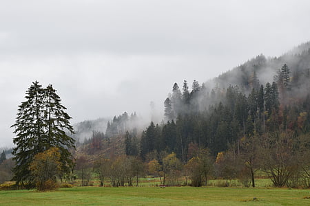 hösten, dimma, skogen, humör, träd, morgenstimmung, naturen