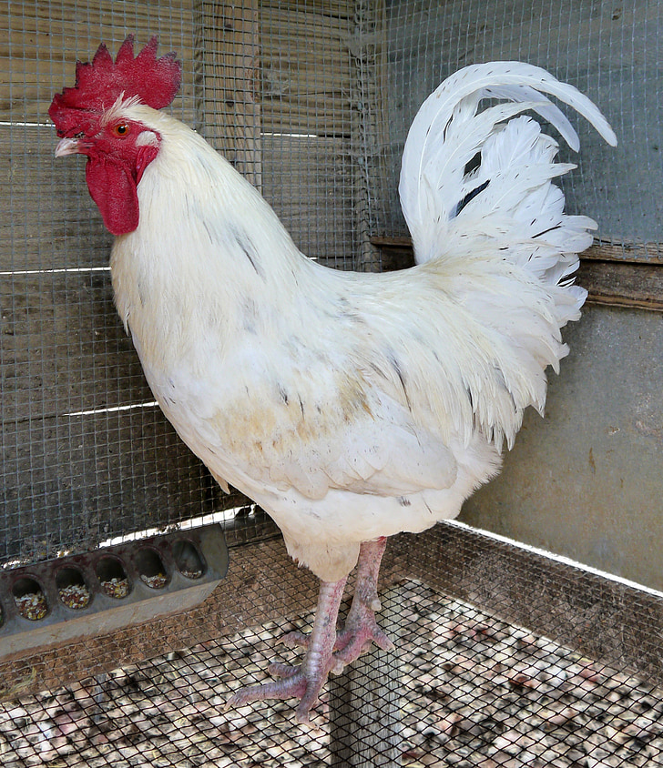 rooster, chicken, poultry, bird, white, leghorn, jersey giant