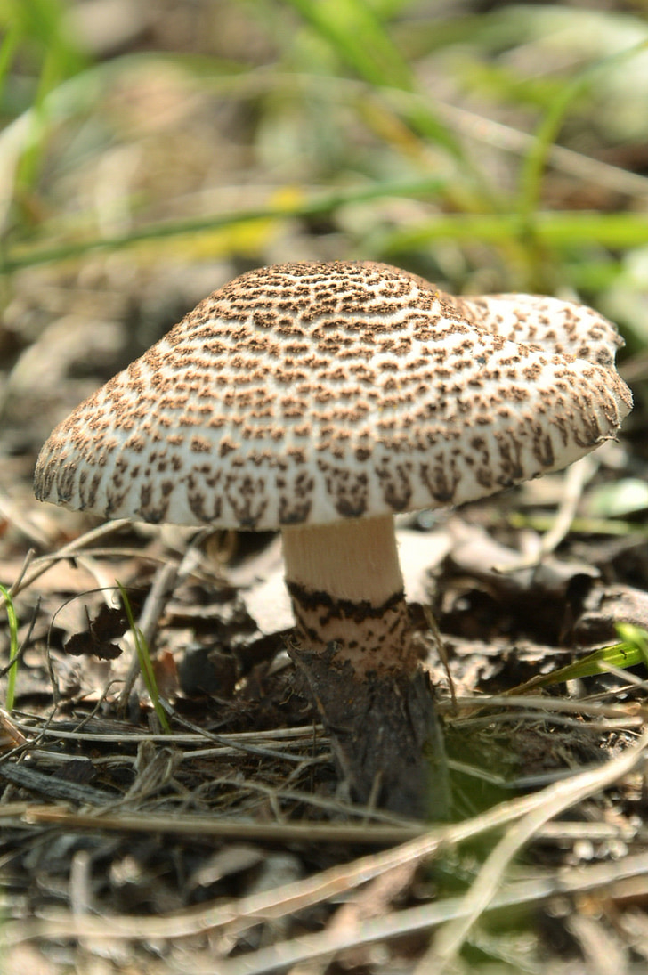 houby, Les, Příroda