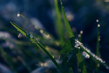 grass, nature, cold, water, water dripping, drip, winter