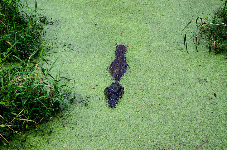 Alligator alley, Alabama, USA, Amerika, Nordamerika, USA, Sydstaterne