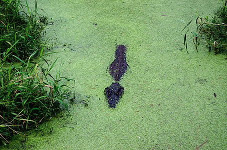 alligaattori alley, Alabama, Yhdysvallat, Amerikka, Pohjois-Amerikka, Yhdysvallat, eteläisissä valtioissa