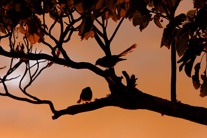 Uus-Meremaa fantail, linnud, siluett, kuma, Sunset