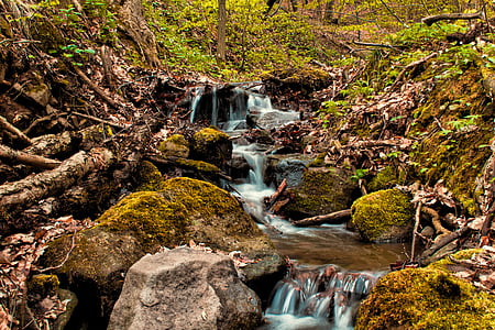proljeće, potok, vode, šuma, stabla, Slovačka, zelena